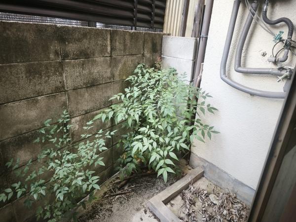 京都市右京区嵯峨野南浦町　中古テラスハウス 現地写真（庭）