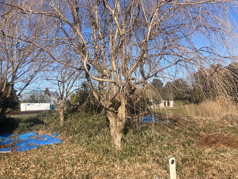 つくば市大井　土地 その他