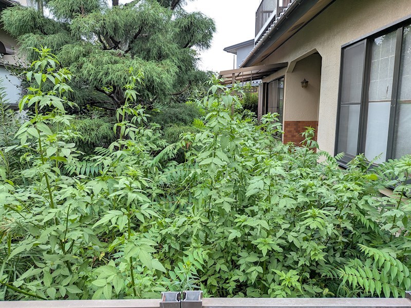 つくば市上広岡　中古戸建 現地写真（庭）