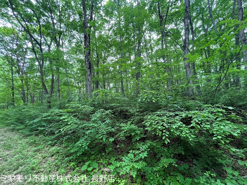 信濃町大字富濃　土地 現地写真