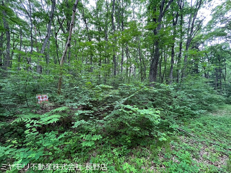 信濃町大字富濃　土地 現地写真