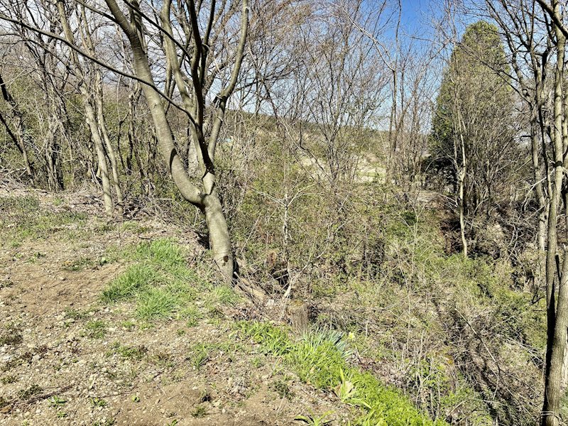 御代田町塩野　土地 現地写真