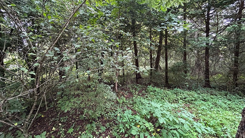長野県北佐久郡軽井沢町長倉 現地写真