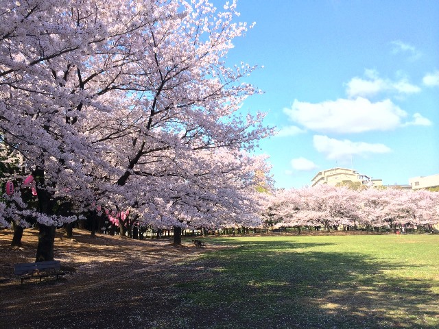 ルネ蕨二号館 公園