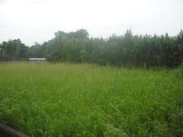 肝属郡東串良土地 現地写真