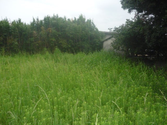 肝属郡東串良土地 その他
