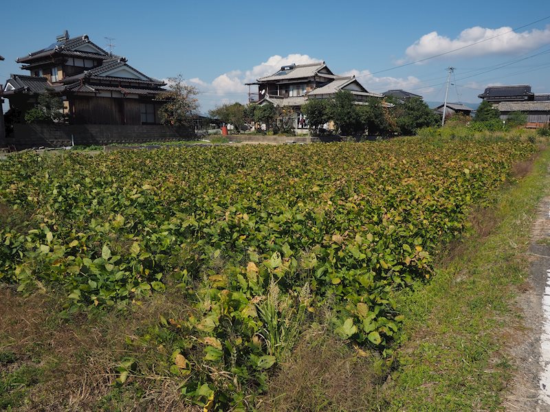 佐賀県三養基郡みやき町西島2801番2、2787番 現地写真（前面道路含む現地写真）