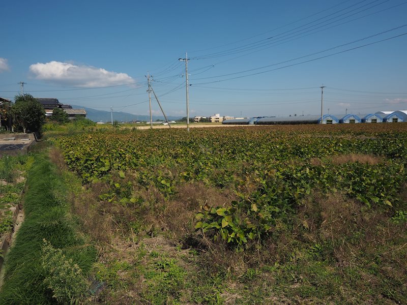 佐賀県三養基郡みやき町西島2801番2、2787番 現地写真（その他）