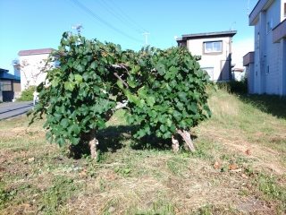 青樹町17番7土地 その他