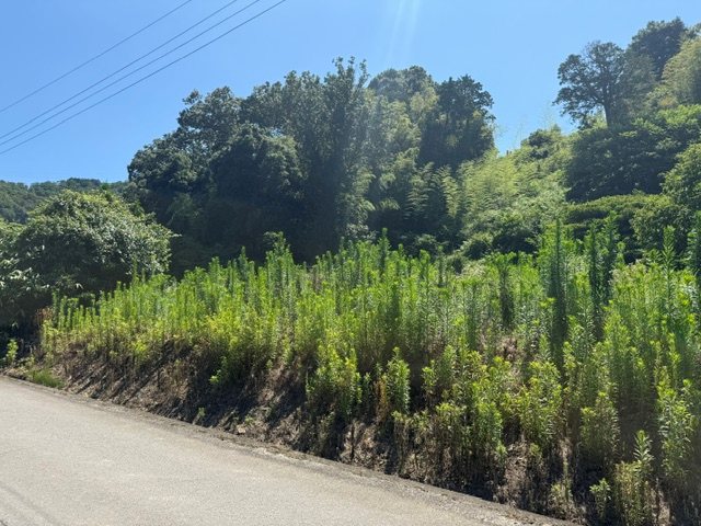 出石町大谷の土地 現地写真