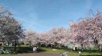 東京都板橋区東山町 その他