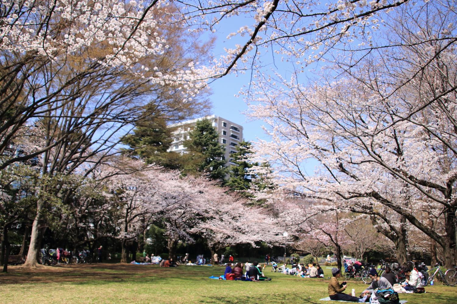 光が丘パークタウン春の風公園街11号棟 406号室 周辺画像10