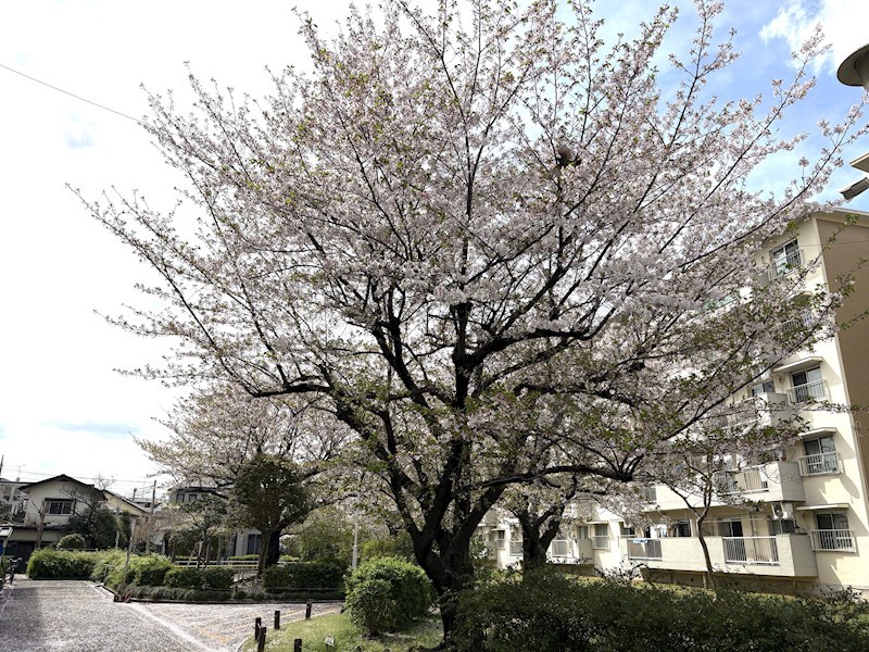 草加旭町団地 現地写真