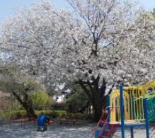 マンション雪谷テラス 公園