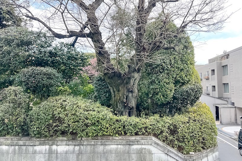 オープンレジデンシア目黒青葉台テラスＡ棟 眺望写真