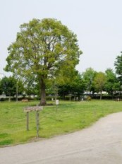 狛江市中和泉５丁目　新築戸建　全1棟 公園