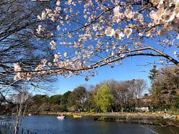 コンフレックス善福寺公園 公園