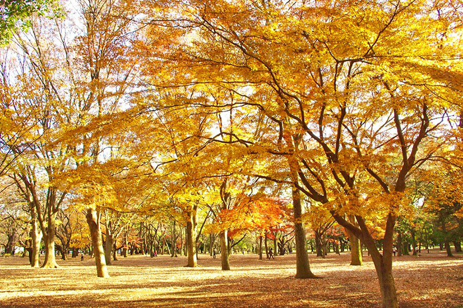 マートルコート代々木公園 その他