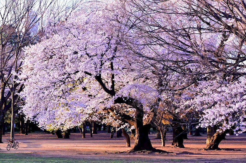 マートルコート代々木公園 その他