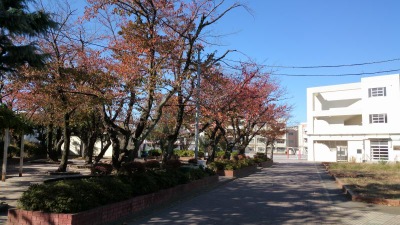 ニックハイム綱島第２ 小学校