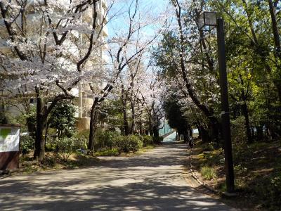 レーベンリヴァーレタワーザ・テラス 公園