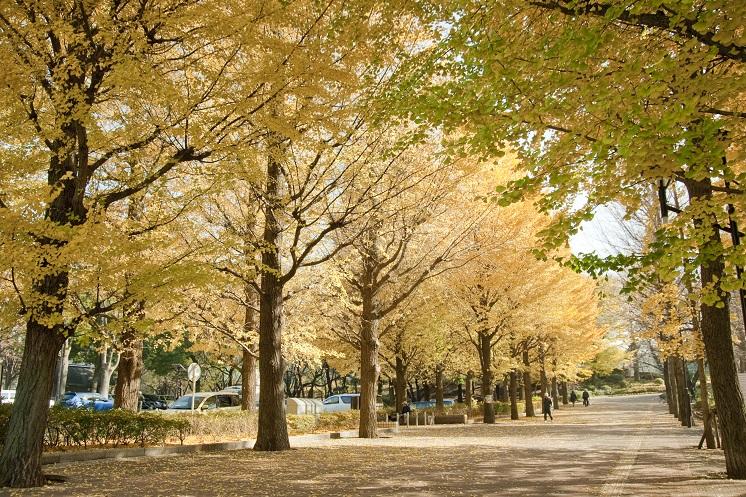 ライオンズガーデン小竹向原 公園