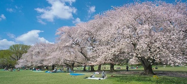パルテール砧 公園