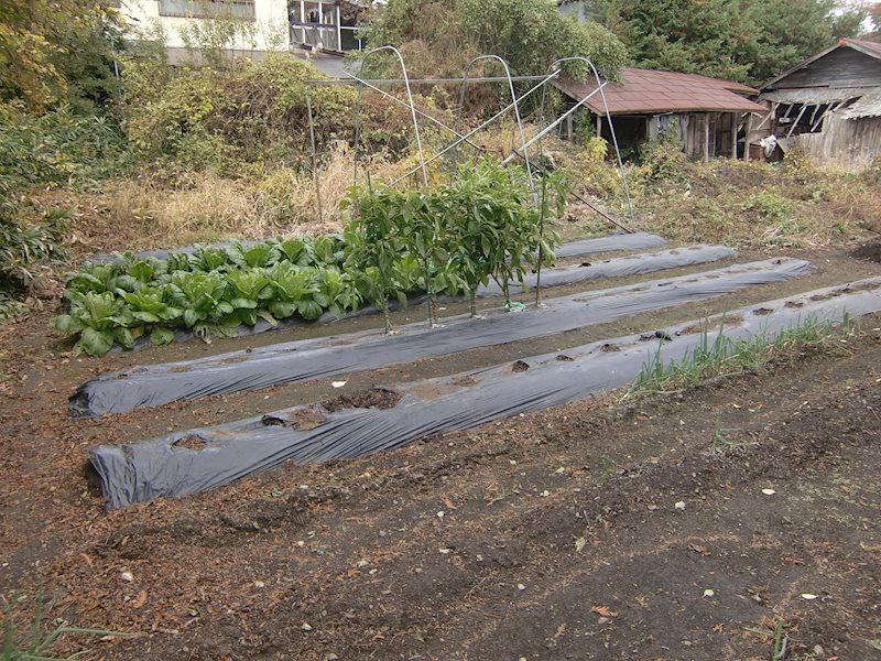 大迫町大迫 売地 現地写真