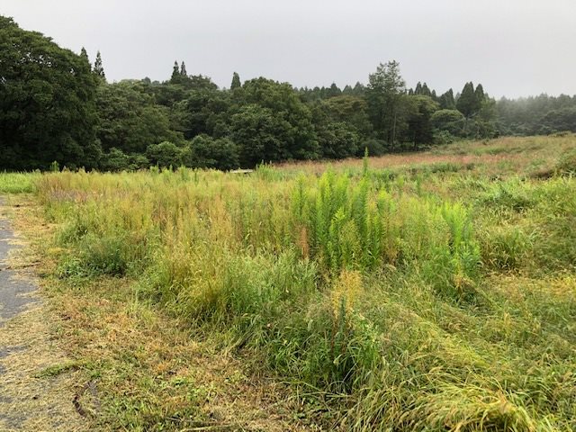 南阿蘇村河陽(猪解)土地 その他