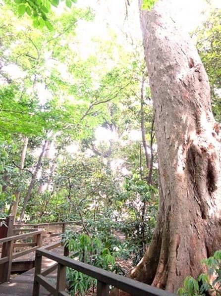 徳川マンション 公園