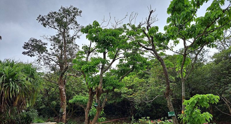 奄美空港近く！　笠利町植物園 その他