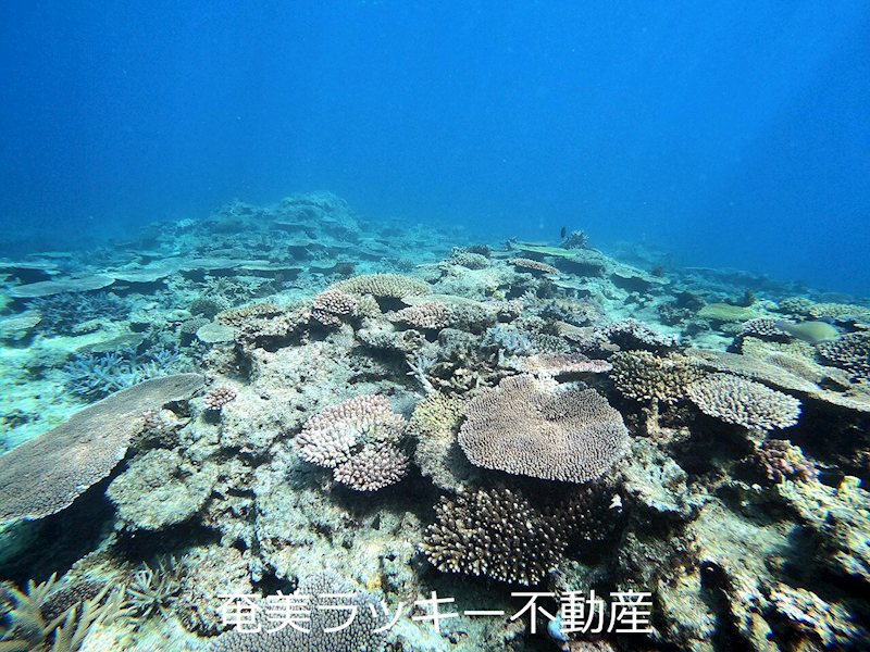 【その他】笠利　リゾート型宿泊施設≪太陽光発電設備付≫ その他