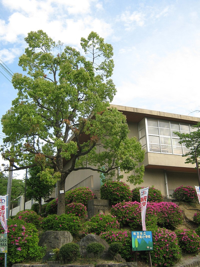 枚方市立香里小学校 グランステイツ香里園山之手町 周辺画像6