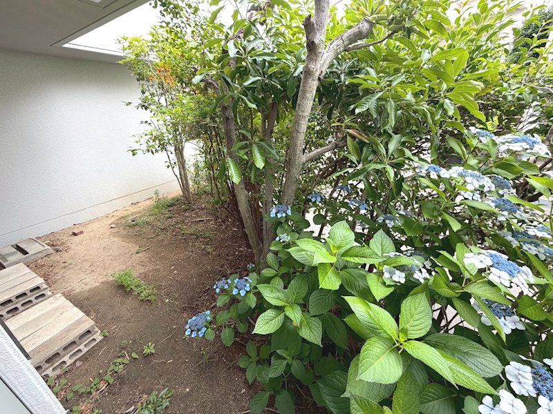 専用庭 あじさいが咲いてます 星和菊ヶ丘ハイツ その他