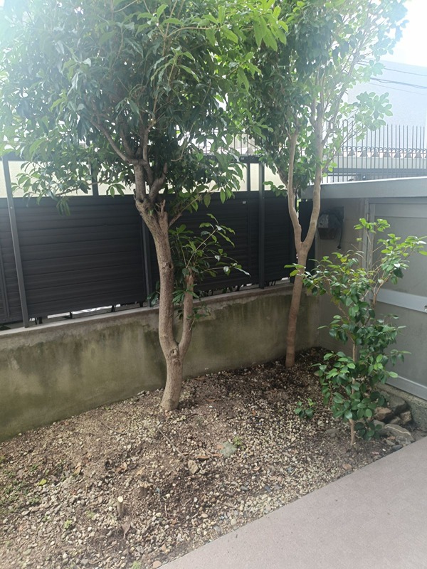 この物件には、豊かな緑を感じさせる庭があります。季節の移ろいを身近に感じながら、落ち着いた時間をお過ごしいただけます。 千里丘ビューハイツ その他
